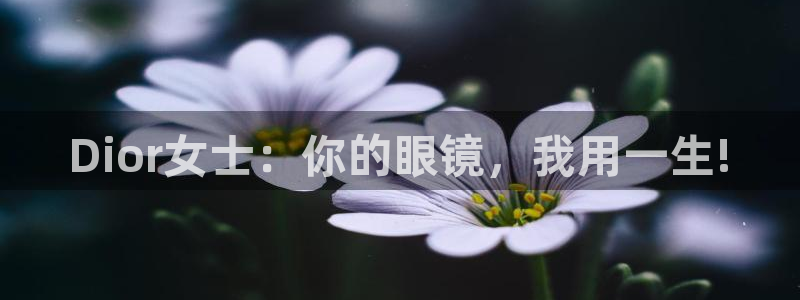 新宝5是什么