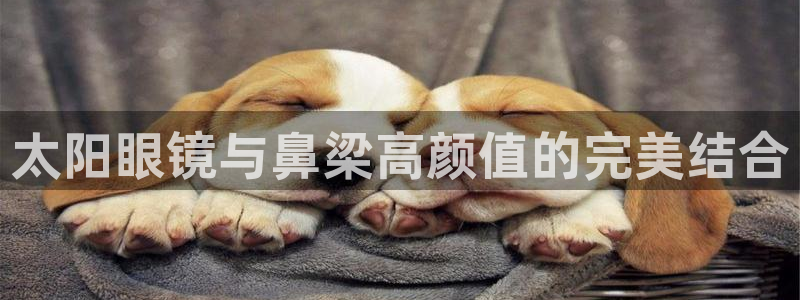 新宝5怎么代理